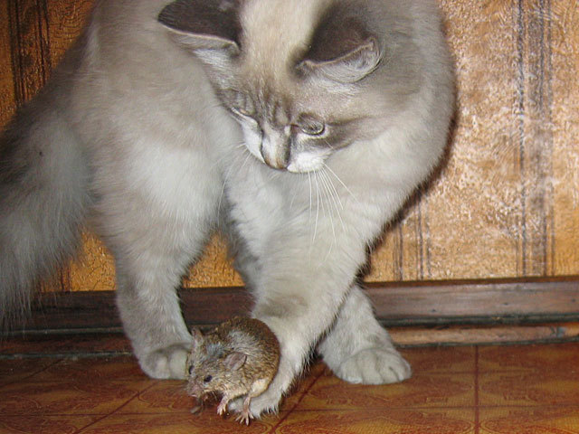 Cat & Mouse 2